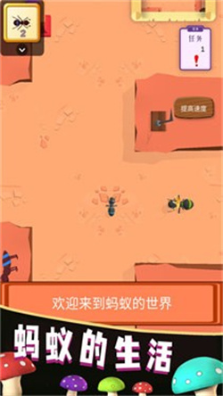 蚂蚁的生活