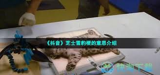 “芝士雪豹”网络热梗起源