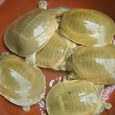 神奇生物：沙鳖的独特魅力与奥秘