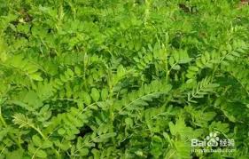 沙团子植物的真实身份与特性