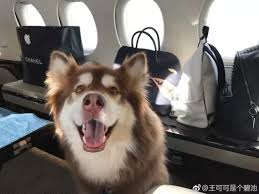 王思聪的狗可可找回全经过大