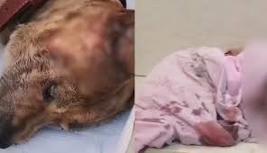 扒飞机偷渡致身亡！爱狗人士切勿效仿此等傻事！
