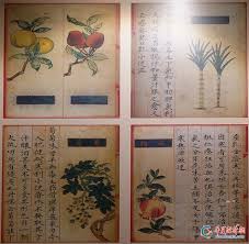 惊爆！古代竟藏这些意想不到的神秘水果，快来一探究竟！