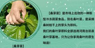 原来的桑窝是什么
