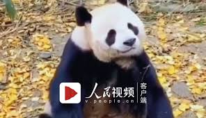 震惊！熊猫高考许愿竟能这样删，速来围观删除许愿方法