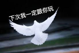 放鸽子的定义深度剖析：究竟什么是放鸽子及背后含义